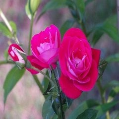 Tüplü Nostalji Parole Mor-Pembe Gül Fidanı