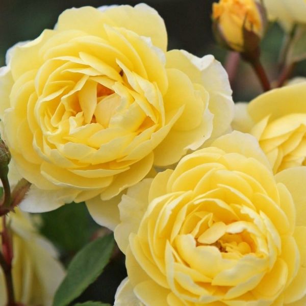Tüplü Aşılı Yediveren Katmerli  Lemon Fc Masal Gülü Fidanı