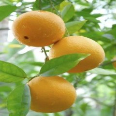 Tüplü Soğuklara Dayanımlı Fukumoto Portakal Fidanı (Meyve Verme Yaşında)