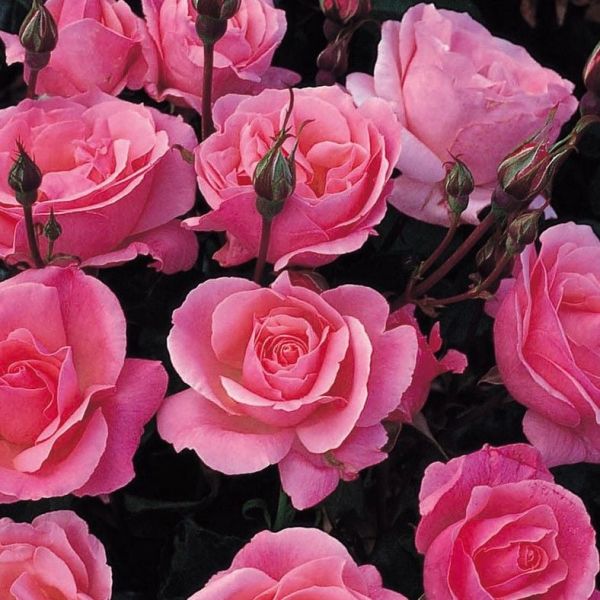 Tüplü Yediveren Soğuklara Dayanıklı Pink Fc Masal Gül Fidanı