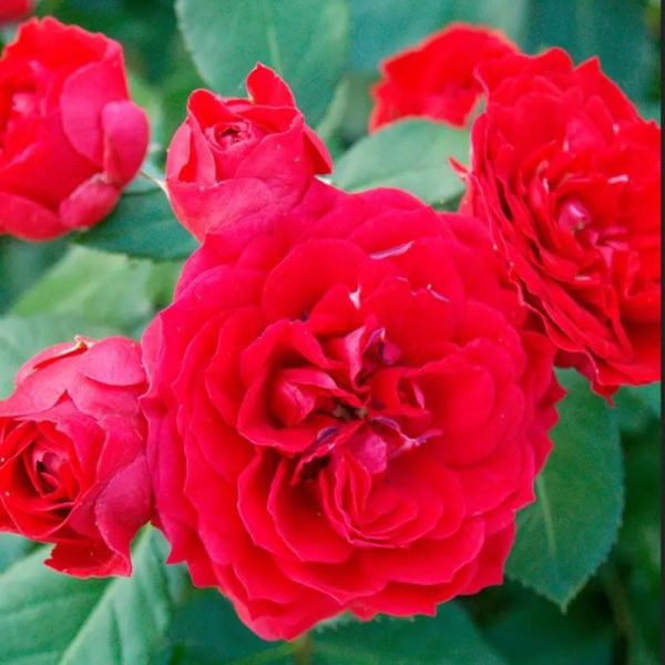 Tüplü Ruby Yediveren Çok Goncalı Masal Gülü Fidanı