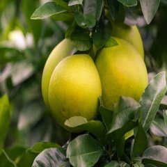 Tüplü Ağaç Kavunu Pomelo Şadok Fidanı (Meyve Verme Yaşında)
