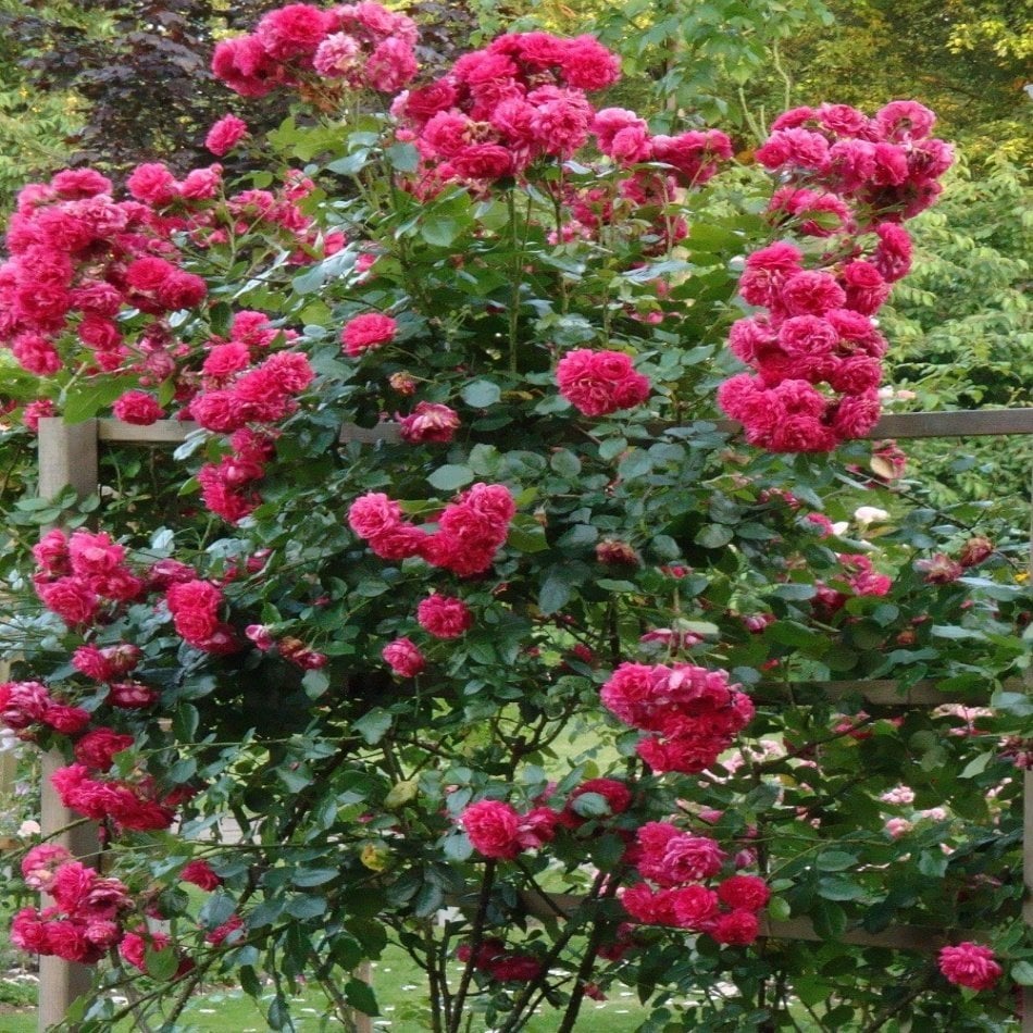 Tüplü Laguna Koyu Pembe Tırmanıcı Sarmaşık Gül Fidanı