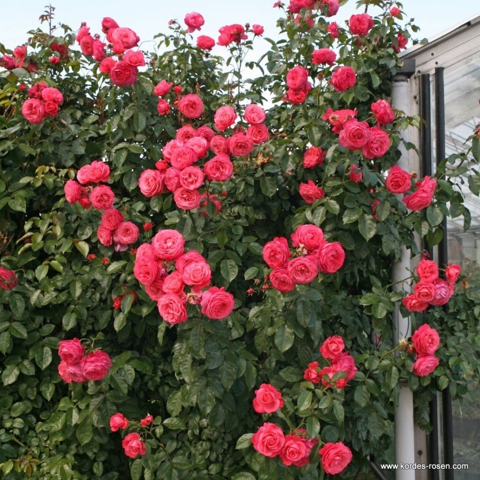 Tüplü Rosanna Pembe Tırmanıcı Sarmaşık Gül Fidanı