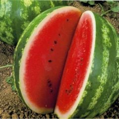 Tatlı Crimson Sweet Karpuz Fidesi (5 Fide)