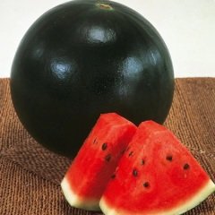 Lezzetli Nostalji Karpuz Fidesi (5 adet)