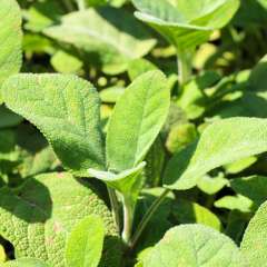 Kokulu Geniş Yapraklı Salvia Culinaria Adaçayı Fidesi (3 adet)