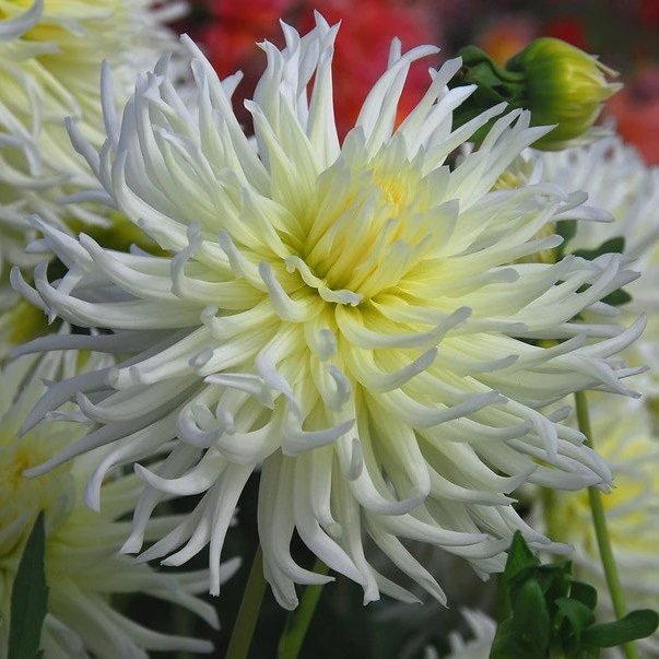 Hoş Kokulu Dahlia My Love Yıldız Çiçeği Yumrusu (1 adet)