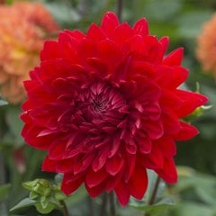 Hoş Kokulu Dahlia Wonder Yıldız Çiçeği Yumrusu (1 adet)