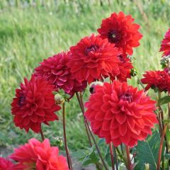 Hoş Kokulu Dahlia Menarco Yıldız Çiçeği Yumrusu (1 adet)