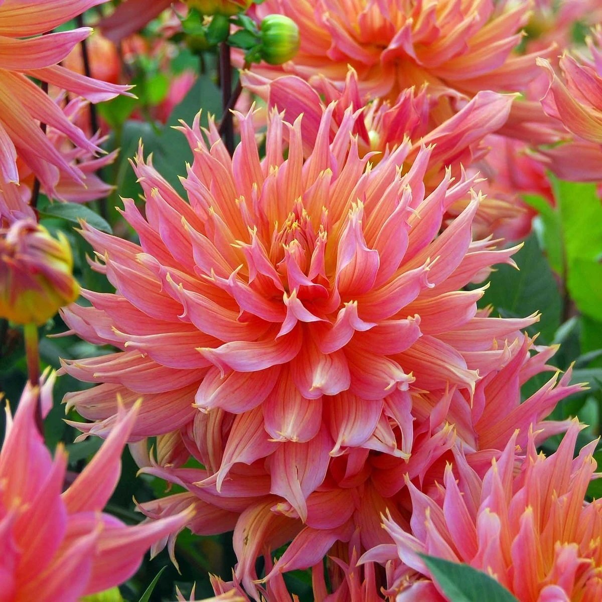Hoş Kokulu Dahlia Omega Yıldız Çiçeği Yumrusu (1 adet)