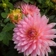 Hoş Kokulu Dahlia Extase Yıldız Çiçeği Yumrusu (1 adet)