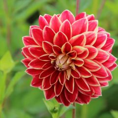 Hoş Kokulu Dahlia Maxime Yıldız Çiçeği Yumrusu (1 adet)