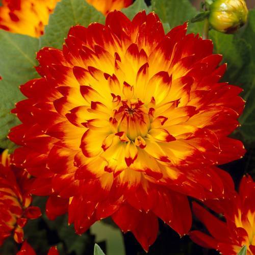 Hoş Kokulu Dahlia Procyon Yıldız Çiçeği Yumrusu (1 adet)