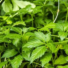 Ginseng Gynostemma Pentephyllum Jiaogulan Fidesi (3 adet)