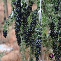 Tüplü Nadir Bulunan Siyah Goji Berry Fidanı Meyve Verme Durumunda