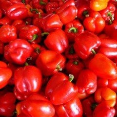 Doğal İri Lezzetli Kırmızı Dolmalık Biber Fidesi (5 adet)