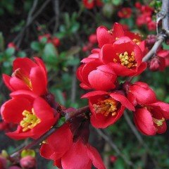 Güzel Çiçekli Tüplü Japon Ayvası (Japanese Quince) Fidanı