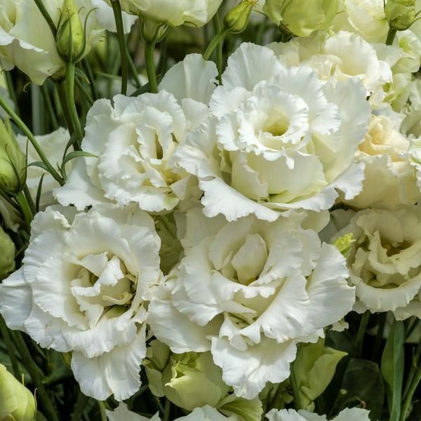 Kokulu Katmerli F1 White Lisianthus Çiçeği Tohumu(5 tohum)