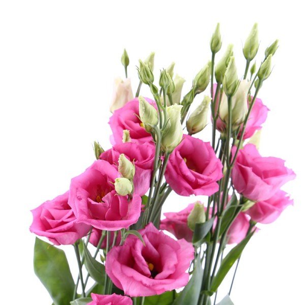Kokulu Katmerli Clear Pink Lisianthus Çiçeği Tohumu(5 adet)