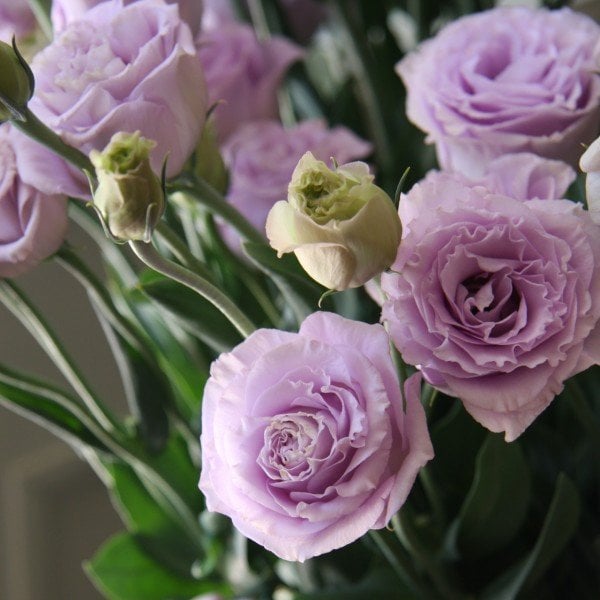 Kokulu Katmerli Polka Lavander Lisianthus Çiçeği Tohumu(5 adet)