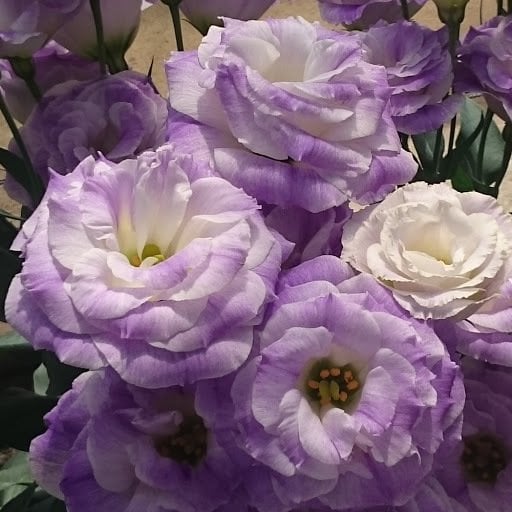 Kokulu Katmerli Blue Blush Lisianthus Çiçeği Tohumu(5 adet)