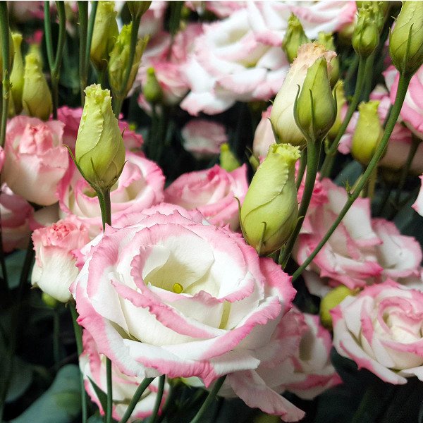 Kokulu Katmerli Pink Picotee Lisianthus Çiçeği Tohumu(5 adet)