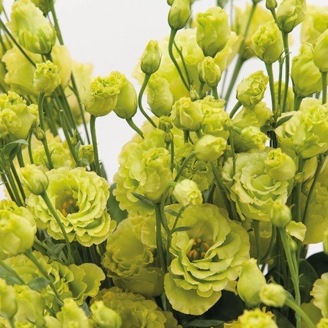 Kokulu Chaconne Green Katmerli Lisianthus Çiçeği Tohumu(5 adet)