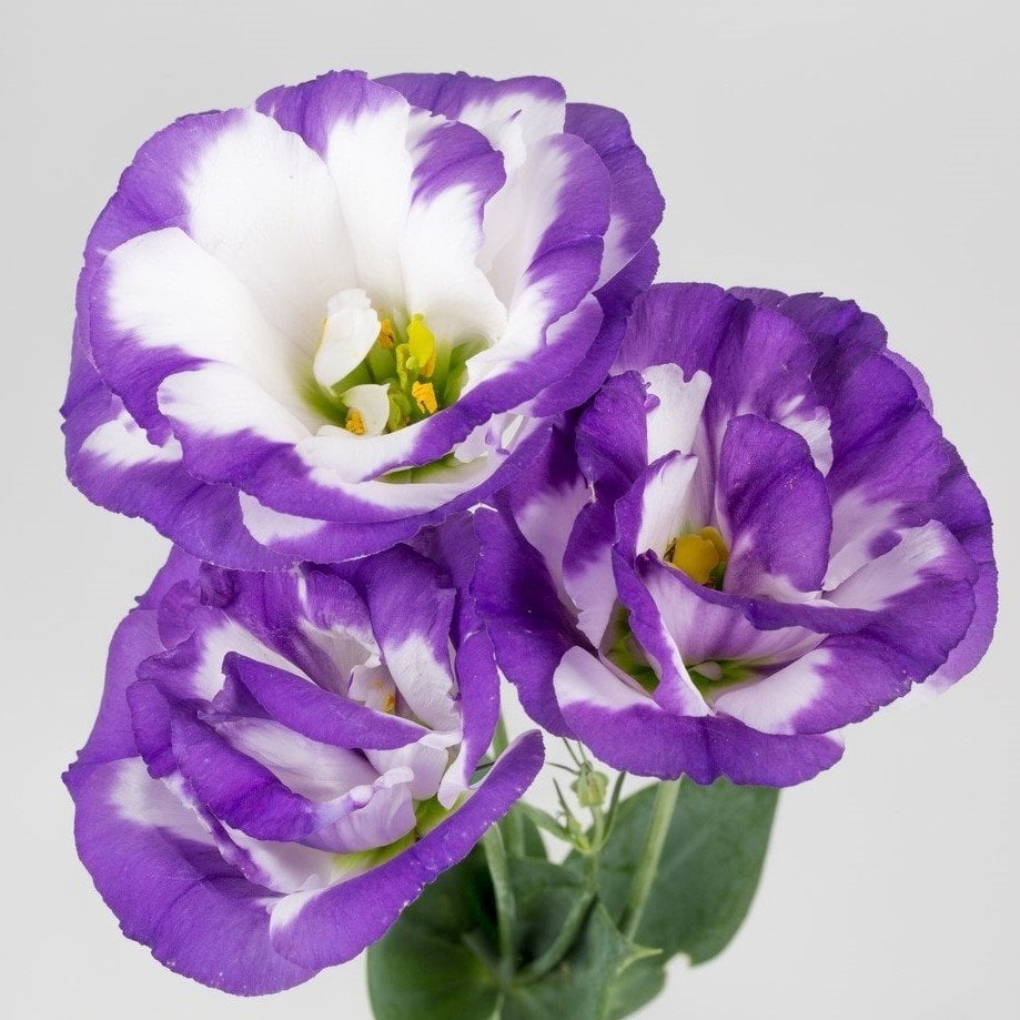 Kokulu Largo Blue Picotee Katmerli Lisianthus Çiçeği Tohumu(5 adet)