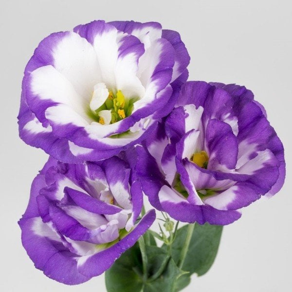 Kokulu Largo Blue Picotee Katmerli Lisianthus Çiçeği Tohumu(5 adet)