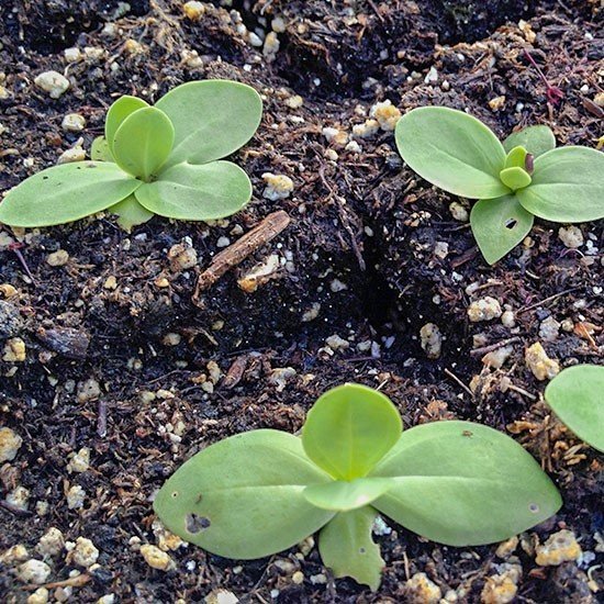 Kokulu Karışık Renkli Lisianthus Çiçeği Çiçeği Fidesi (50 adet)