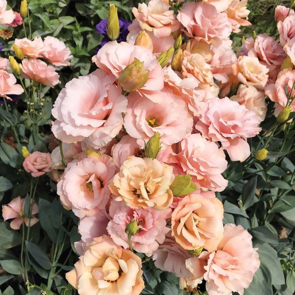 Kokulu Katmerli Chaconne Apricot Lisianthus Çiçeği Fidesi(5 Adet)