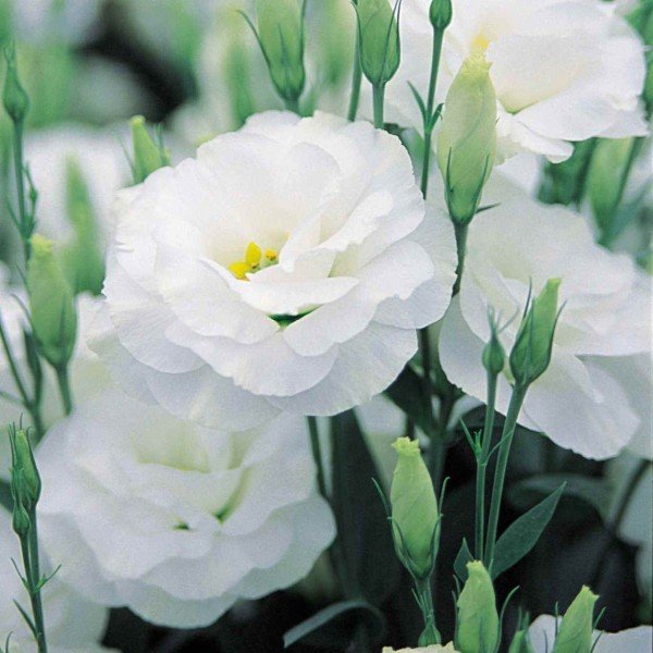 Kokulu Allamonde White Lisianthus Çiçeği Fidesi (5 Adet)
