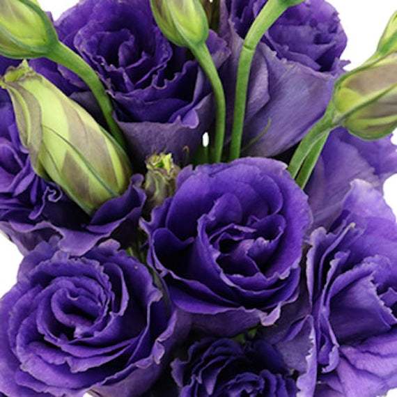 Kokulu Advantage Purple Lisianthus Çiçeği Fidesi (5 Adet)