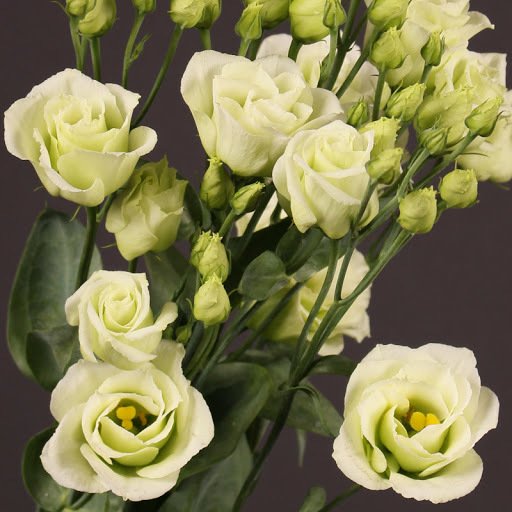 Kokulu Chaconne Yellow Lisianthus Çiçeği Fidesi (5 Adet)