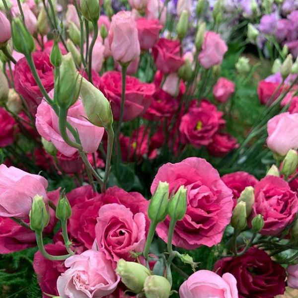 Kokulu Nightingale Katmerli Lisianthus Çiçeği Fidesi (5 Adet)
