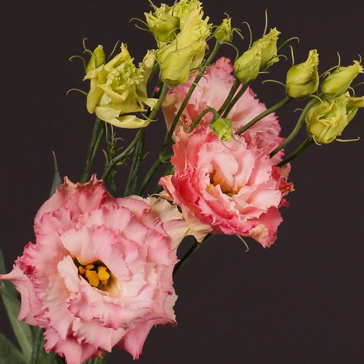 Kokulu Katmerli Champain Lisianthus Çiçeği Fidesi (5 Adet)