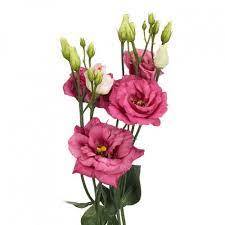 Katmerli Clear Pink Lisianthus Çiçeği Fidesi(5 Adet)