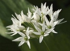Beyaz Çiçekli Allium Çiçeği Tohumu -5 Adet