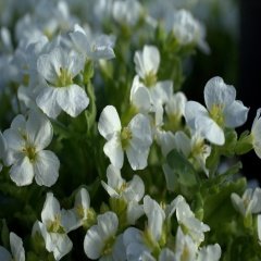 Beyaz Arabis (Kaz Teresi) Çiçeği Tohumu -400 Adet