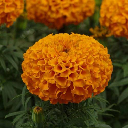 Siyah Gözlü Calypso Orange Kadife Çiçeği Fidesi (3 adet)
