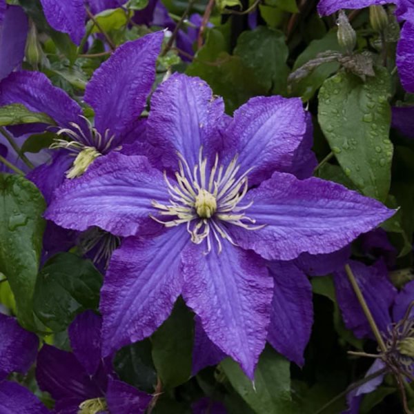 Tüplü Orman Asması Rhapsody Clematis Fidanı(1 Kök)