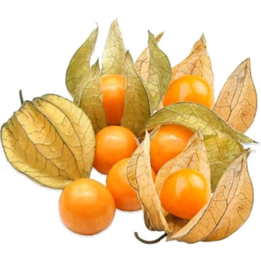 Şifalı Tüplü Yer Kirazı Altın Çilek Fidanı (20-40 cm)