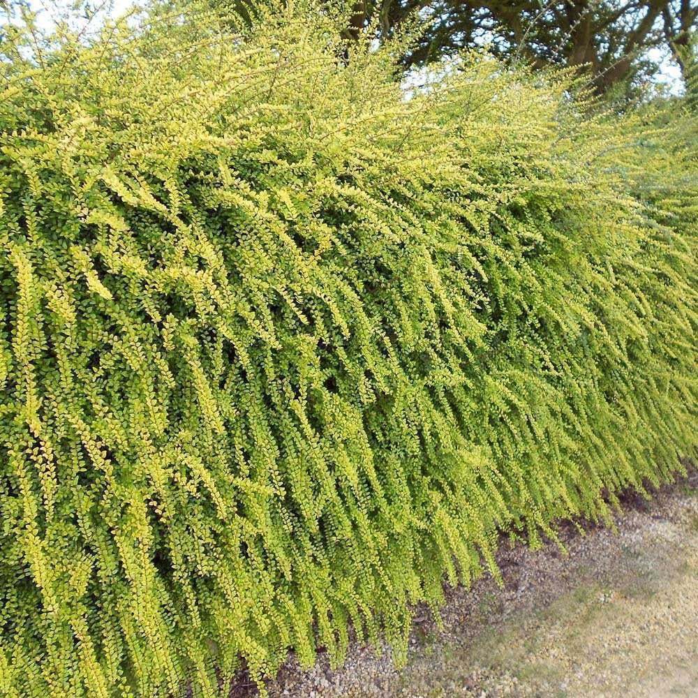 Bodur Lonicera Pileata Hanımeli Fidanı