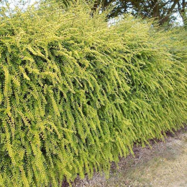 Bodur Lonicera Pileata Hanımeli Fidanı