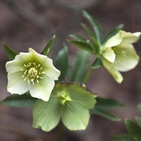 Kokulu Helleborus Green Star Noel Gülü Çiçeği (1 Adet)