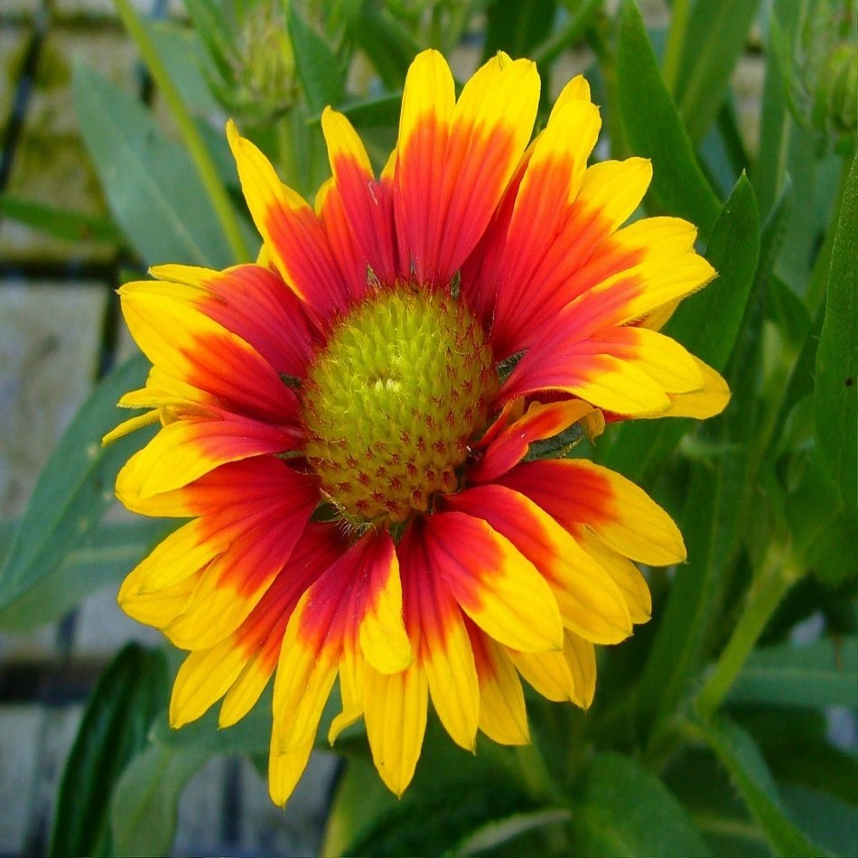 Indian Blanket Gayret (Gailardia) Çiçeği Tohumu -30 Adet