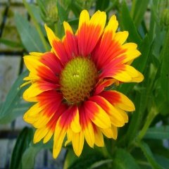 Indian Blanket Gayret (Gailardia) Çiçeği Tohumu -30 Adet