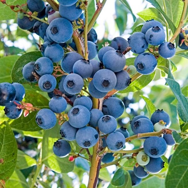 Özel Üretim Jersey Yaban Mersini Fidesi (5-15 cm 5 Adet)