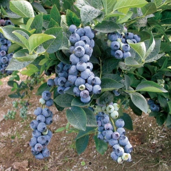 Özel Üretim Duke Yaban Mersini Fidesi (5-15 cm 5 Adet)